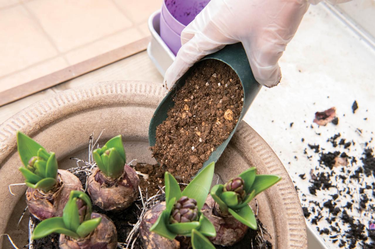 芽出し苗を使えば簡単！長く楽しめる【ヒヤシンス寄せ植え】の作り方（画像16）