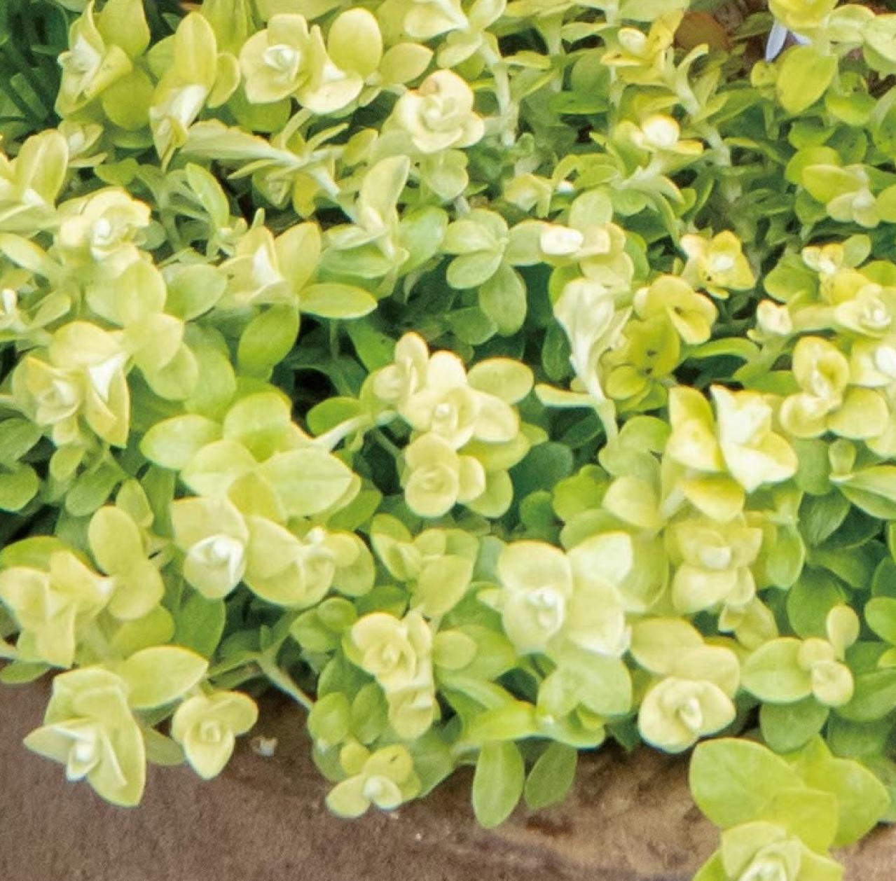 芽出し苗を使えば簡単！長く楽しめる【ヒヤシンス寄せ植え】の作り方（画像5）