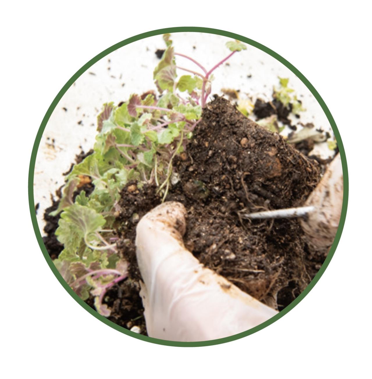 芽出し苗を使えば簡単！長く楽しめる【ヒヤシンス寄せ植え】の作り方（画像27）