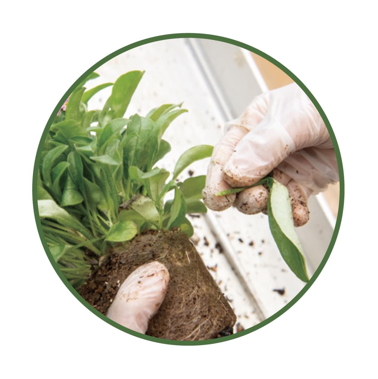 芽出し苗を使えば簡単！長く楽しめる【ヒヤシンス寄せ植え】の作り方（画像19）