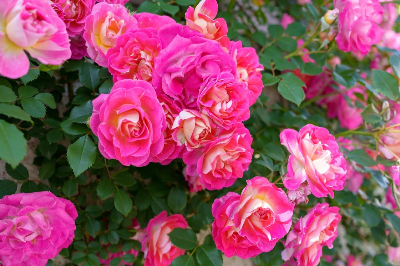 今植えれば5月に主役級！【長尺苗のつるバラ】を咲かせる植え付けポイント（画像5）