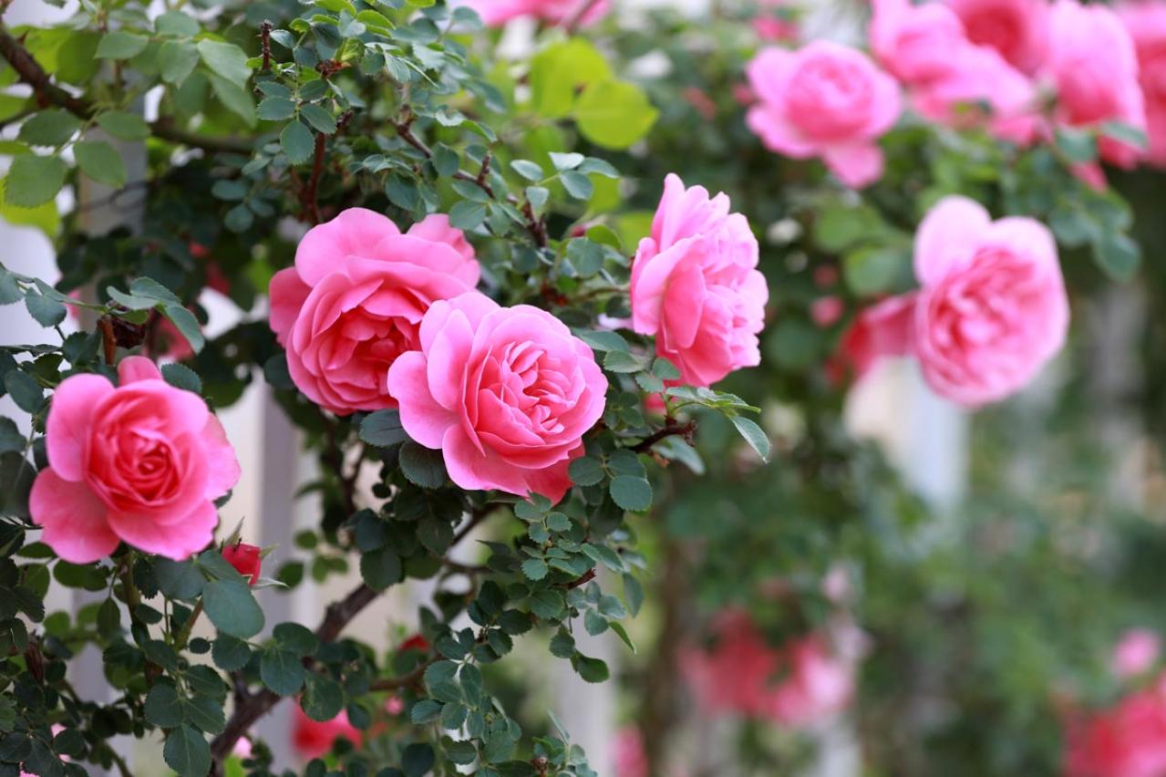 今植えれば5月に主役級！【長尺苗のつるバラ】を咲かせる植え付けポイント（画像6）