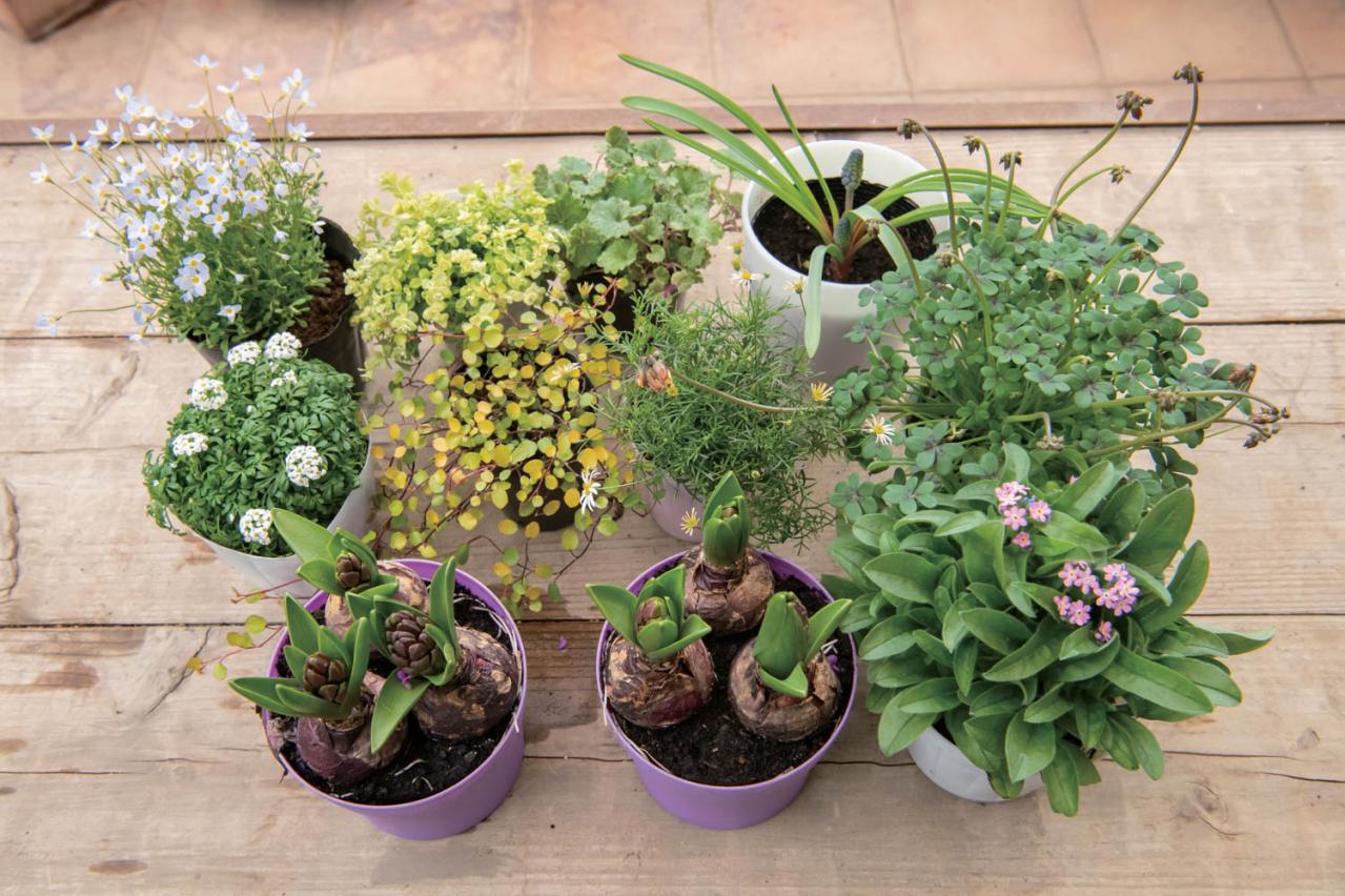 芽出し苗を使えば簡単！長く楽しめる【ヒヤシンス寄せ植え】の作り方（画像6）