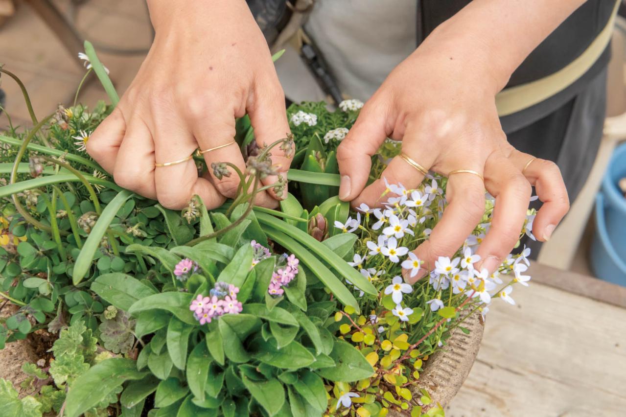 芽出し苗を使えば簡単！長く楽しめる【ヒヤシンス寄せ植え】の作り方（画像30）