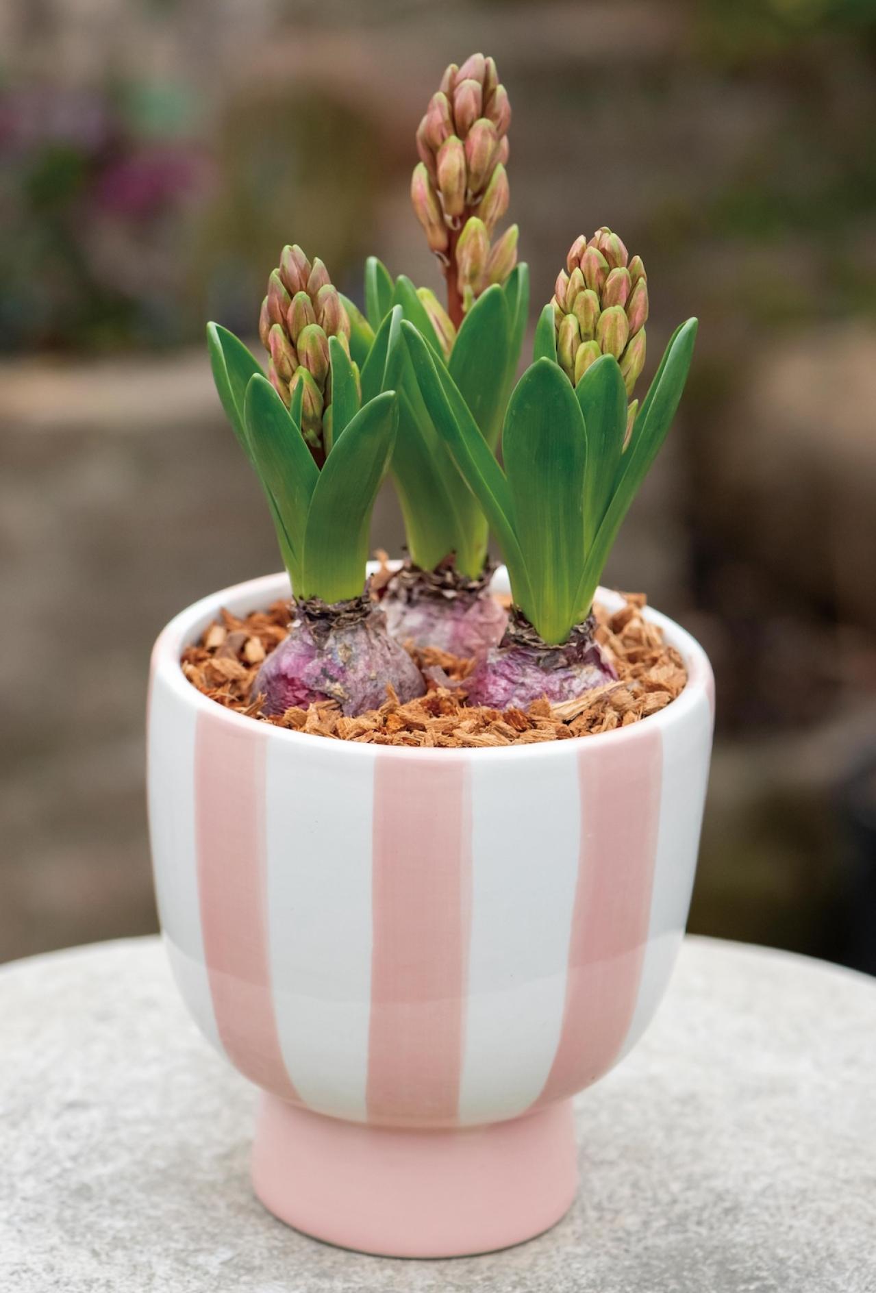 吊るして飾ると魅力的！【ヒヤシンスの寄せ植え】室内でも楽しめる水耕栽培のやり方も紹介（画像9）