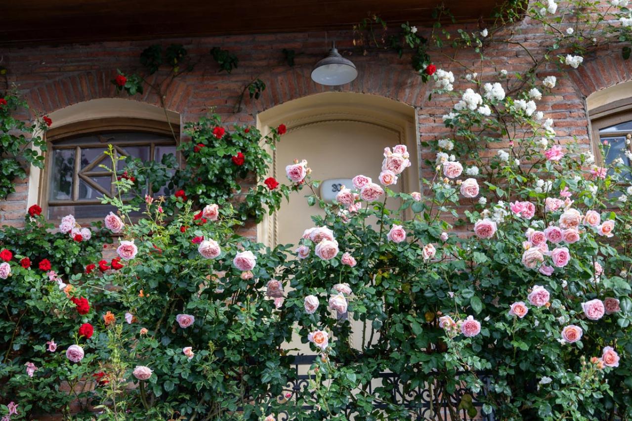 今植えれば5月に主役級！【長尺苗のつるバラ】を咲かせる植え付けポイント