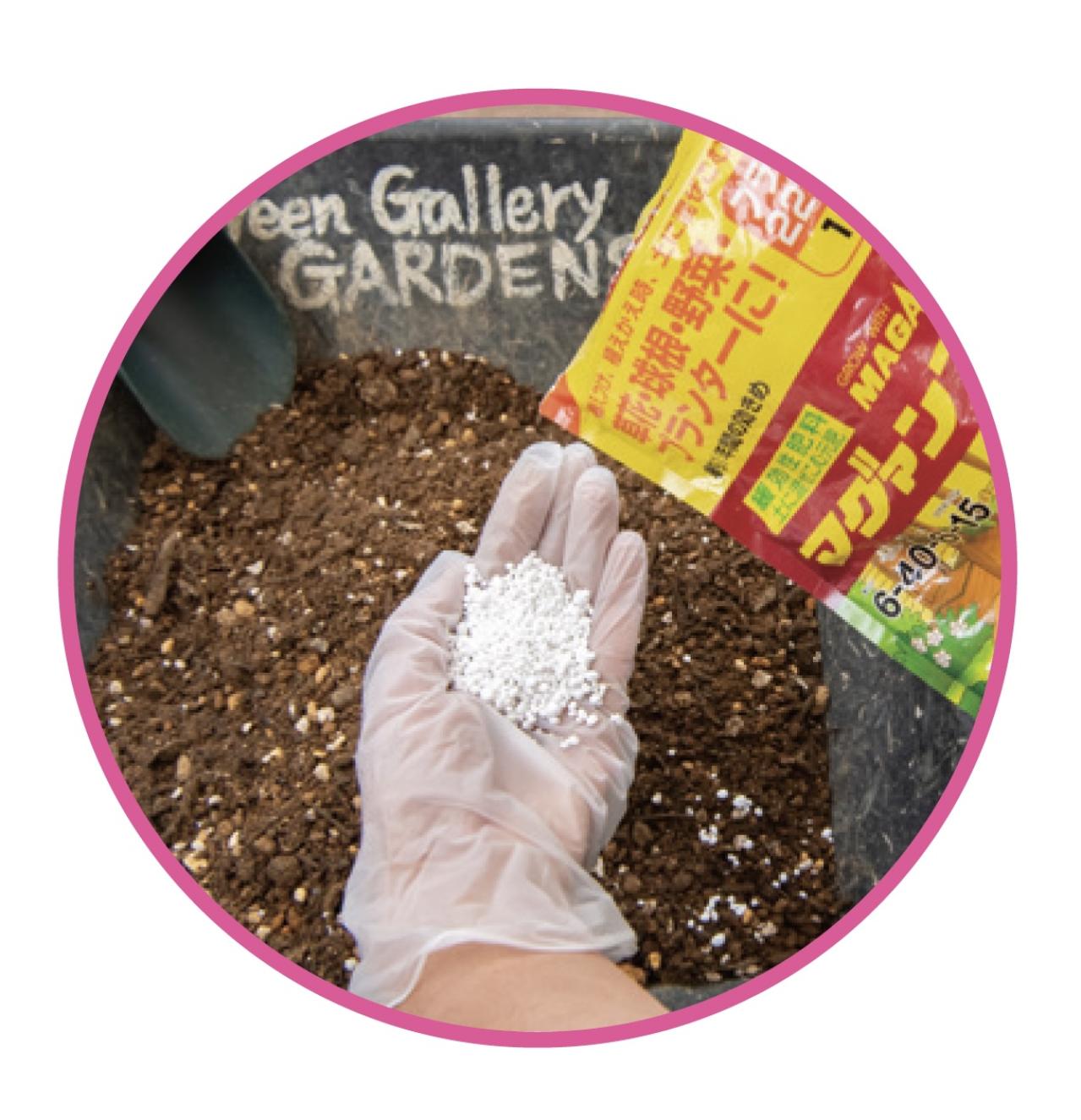 芽出し苗を使えば簡単！長く楽しめる【ヒヤシンス寄せ植え】の作り方（画像9）