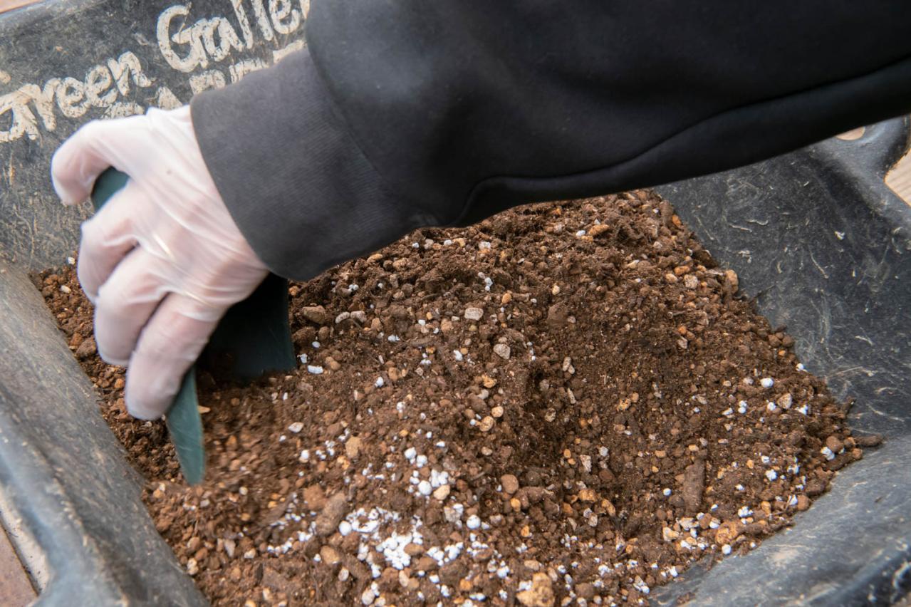 芽出し苗を使えば簡単！長く楽しめる【ヒヤシンス寄せ植え】の作り方（画像8）