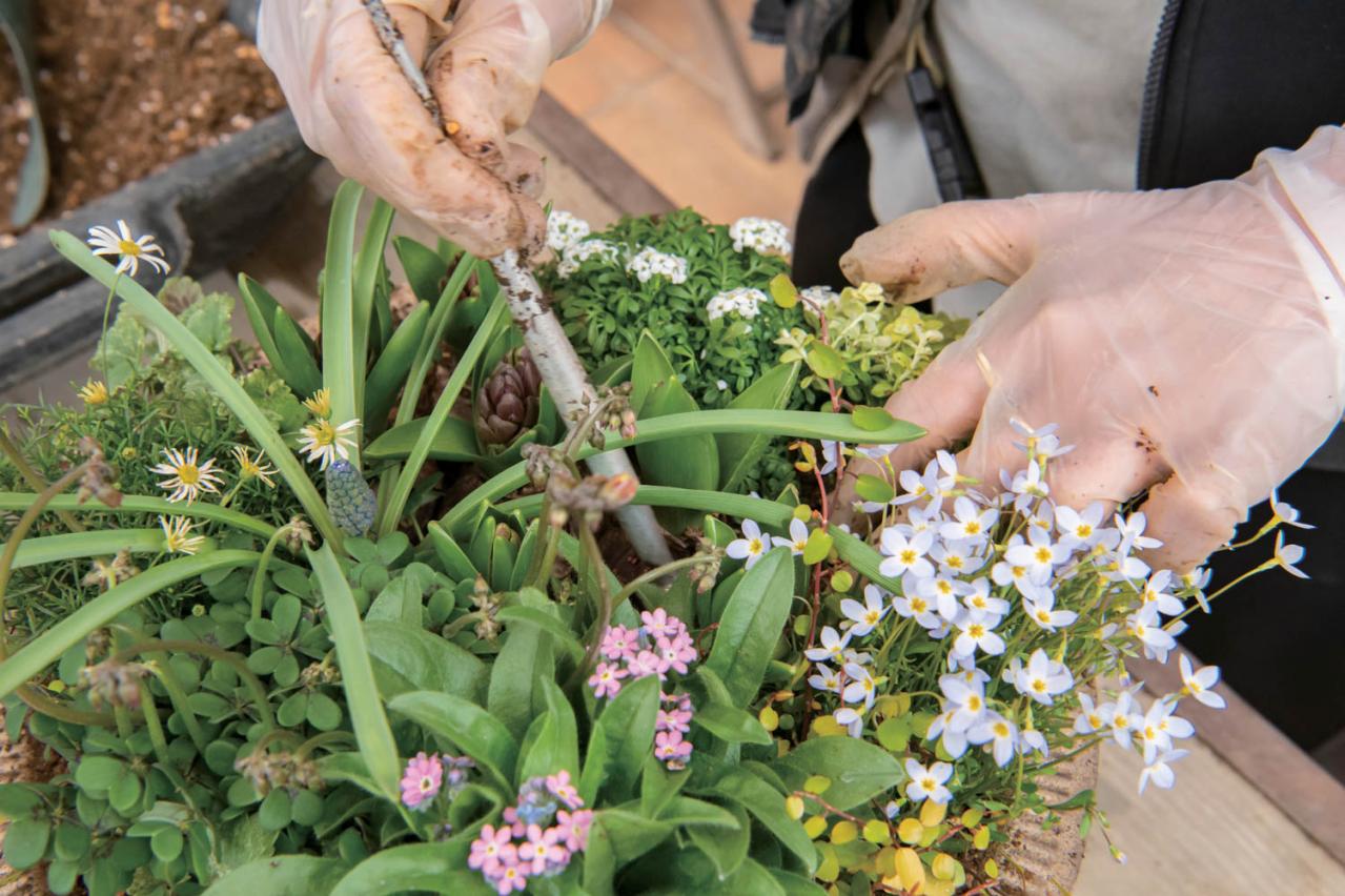 芽出し苗を使えば簡単！長く楽しめる【ヒヤシンス寄せ植え】の作り方（画像28）