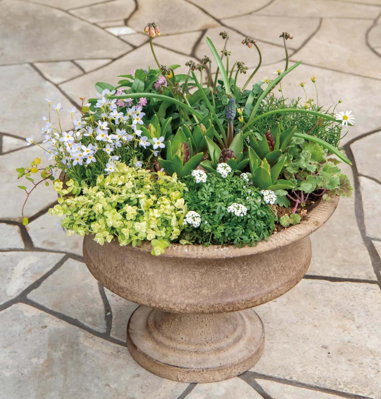 芽出し苗を使えば簡単！長く楽しめる【ヒヤシンス寄せ植え】の作り方（画像3）