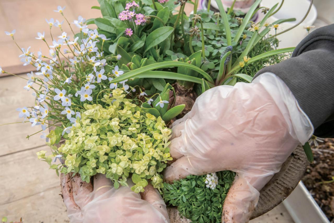 芽出し苗を使えば簡単！長く楽しめる【ヒヤシンス寄せ植え】の作り方（画像25）