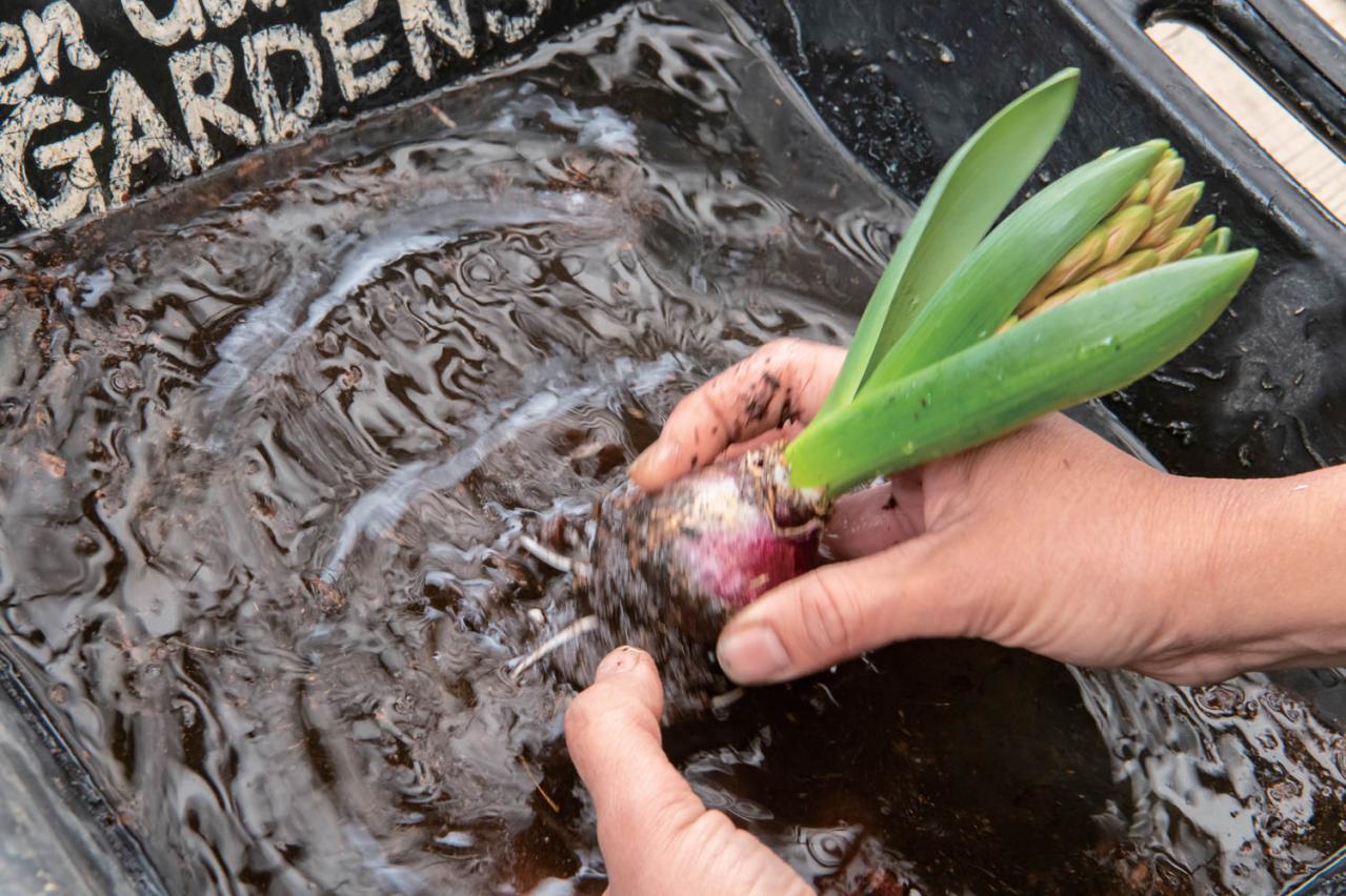 吊るして飾ると魅力的！【ヒヤシンスの寄せ植え】室内でも楽しめる水耕栽培のやり方も紹介（画像11）