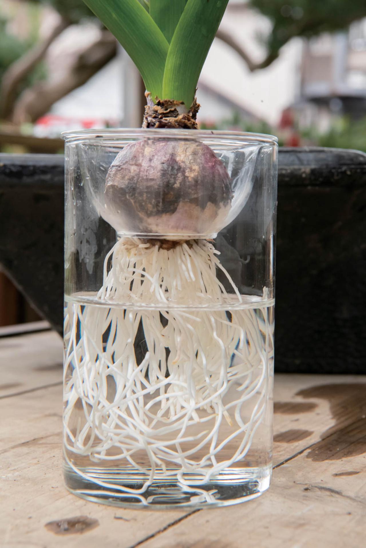 吊るして飾ると魅力的！【ヒヤシンスの寄せ植え】室内でも楽しめる水耕栽培のやり方も紹介（画像16）