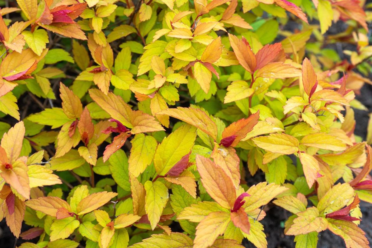 植えっぱなしで毎年春〜初夏に咲く、花のかわいい低木（シュラブ）8選【ガーデニング】（画像5）