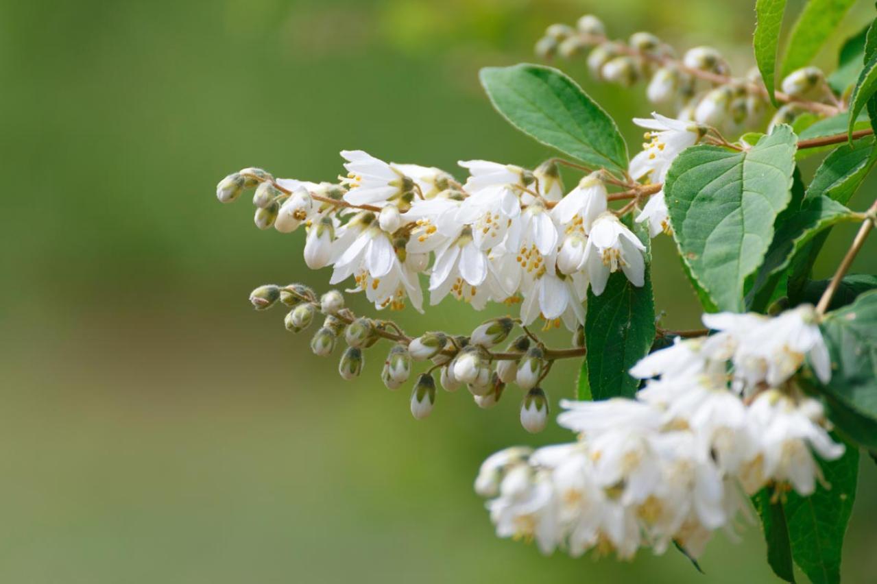 植えっぱなしで毎年春〜初夏に咲く、花のかわいい低木（シュラブ）8選【ガーデニング】（画像3）