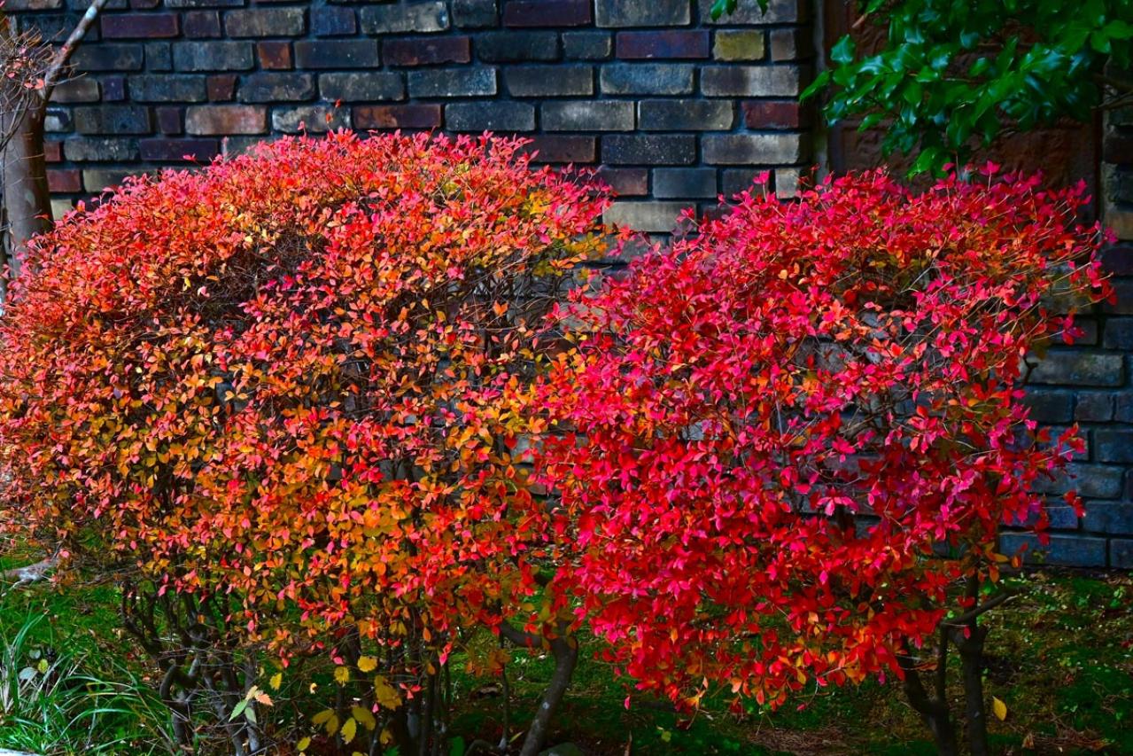 植えっぱなしで毎年春〜初夏に咲く、花のかわいい低木（シュラブ）8選【ガーデニング】（画像17）
