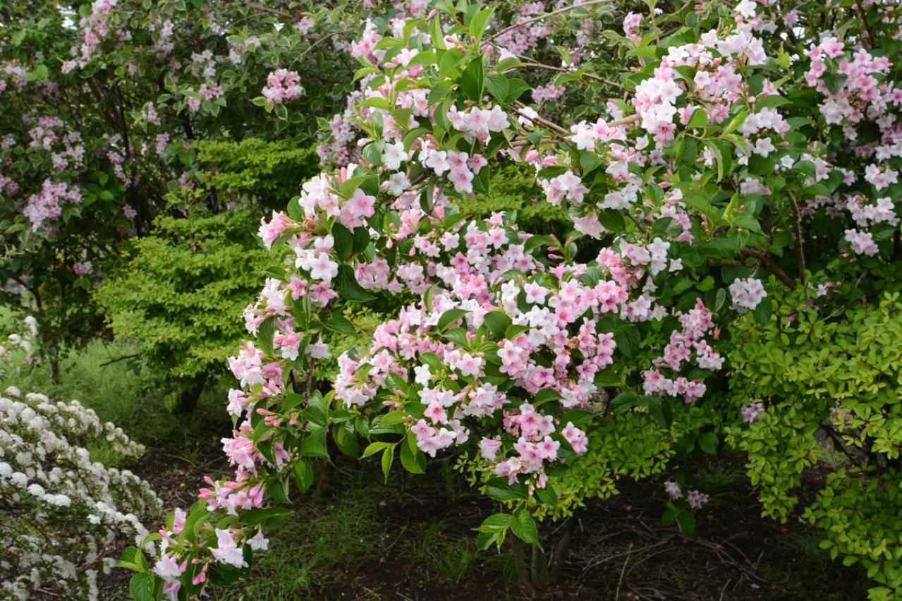 植えっぱなしで毎年春〜初夏に咲く、花のかわいい低木（シュラブ）8選【ガーデニング】（画像8）