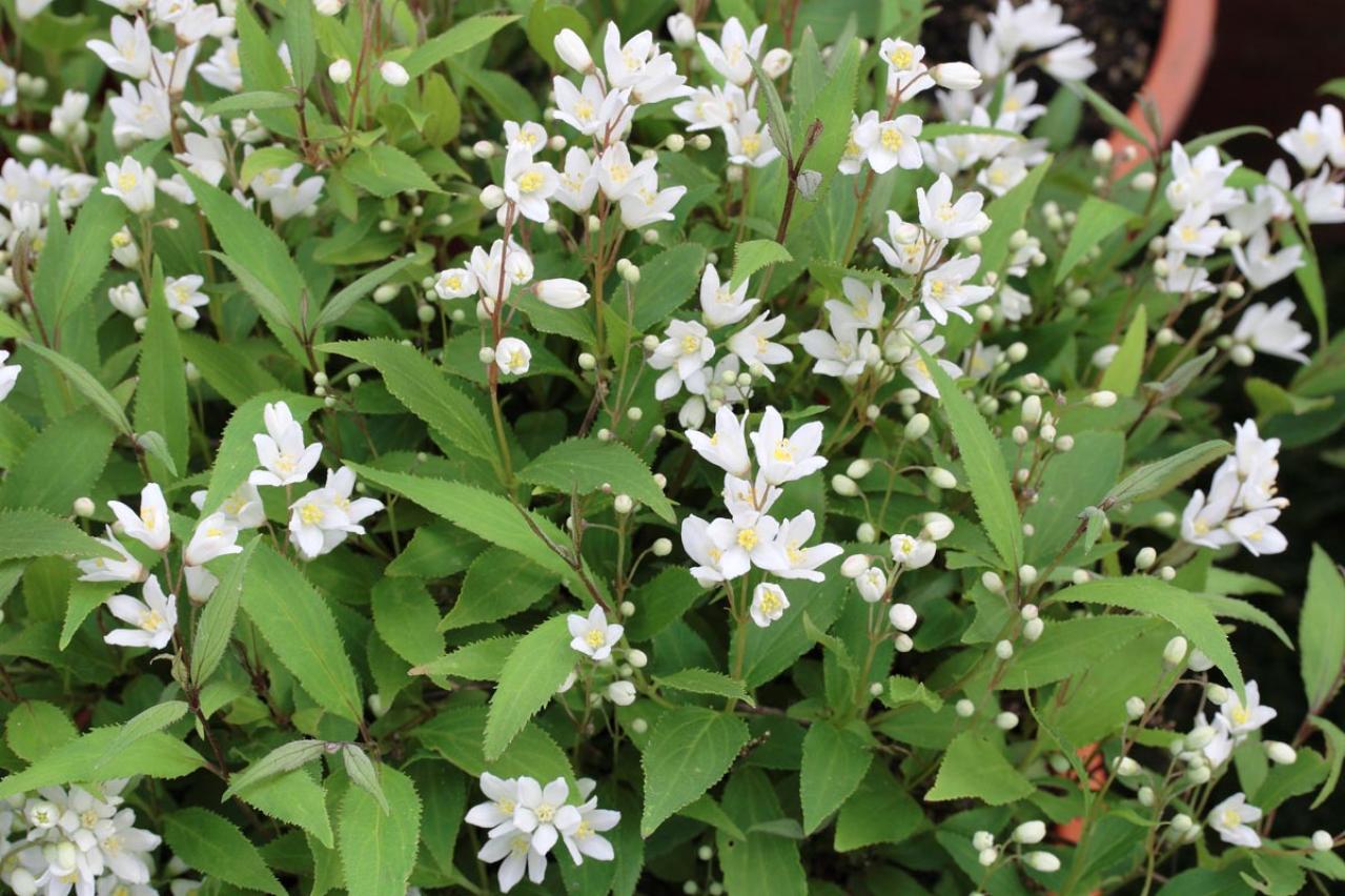 植えっぱなしで毎年春〜初夏に咲く、花のかわいい低木（シュラブ）8選【ガーデニング】（画像2）