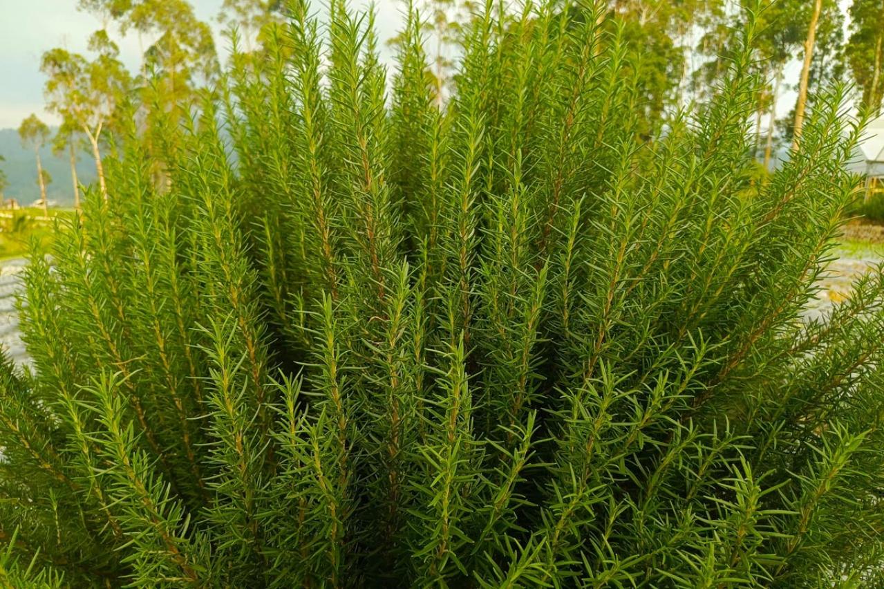 植えっぱなしで毎年春〜初夏に咲く、花のかわいい低木（シュラブ）8選【ガーデニング】（画像15）