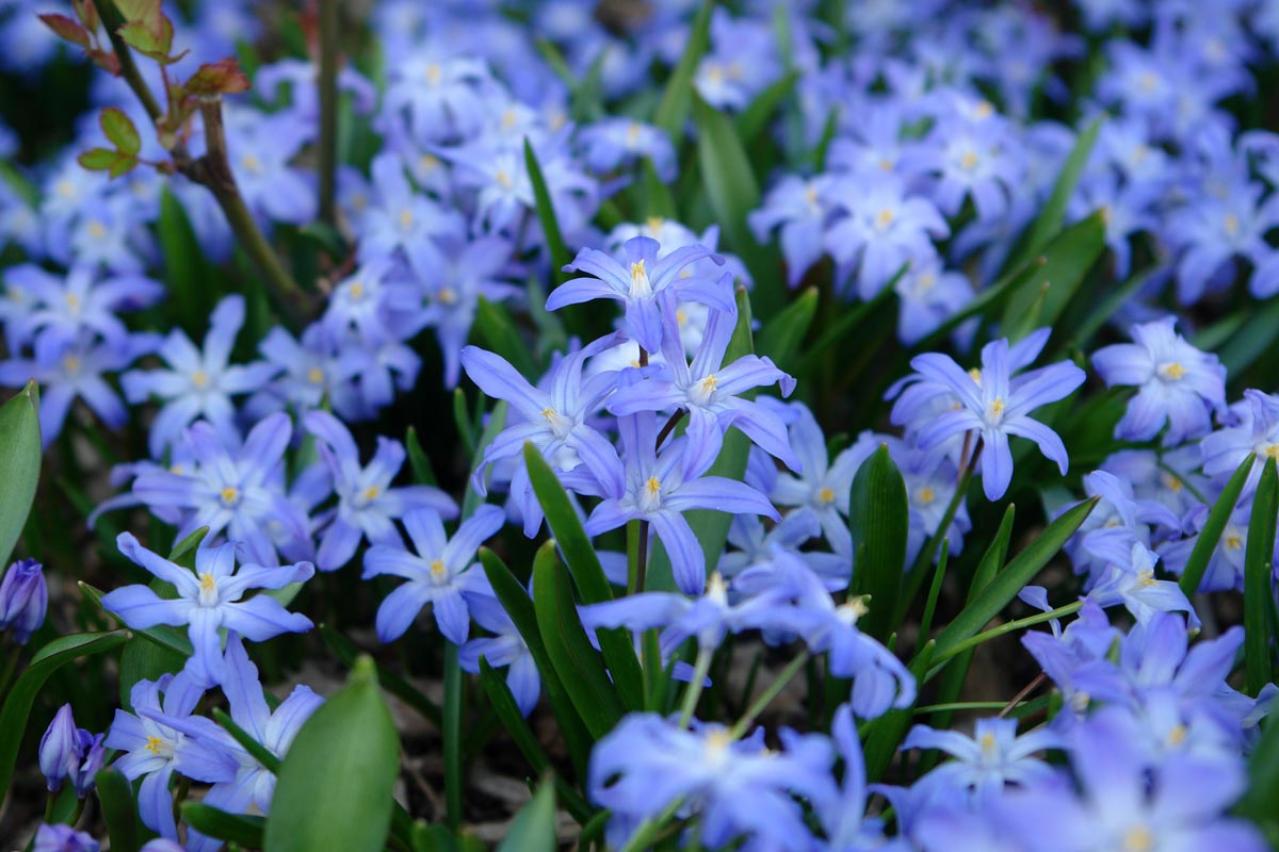 春のガーデニング｜ポット苗で楽しむチューリップやムスカリなど、おすすめ球根植物［8選］（画像13）