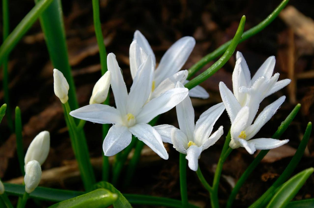 春のガーデニング｜ポット苗で楽しむチューリップやムスカリなど、おすすめ球根植物［8選］（画像14）