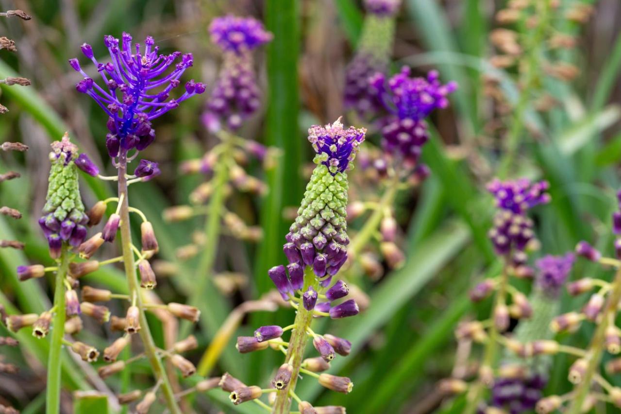 春のガーデニング｜ポット苗で楽しむチューリップやムスカリなど、おすすめ球根植物［8選］（画像8）