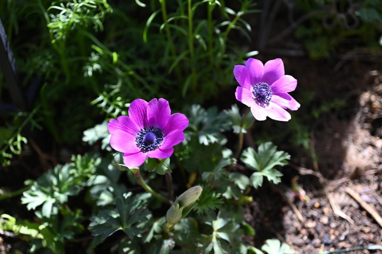 春のガーデニング｜ポット苗で楽しむチューリップやムスカリなど、おすすめ球根植物［8選］（画像16）