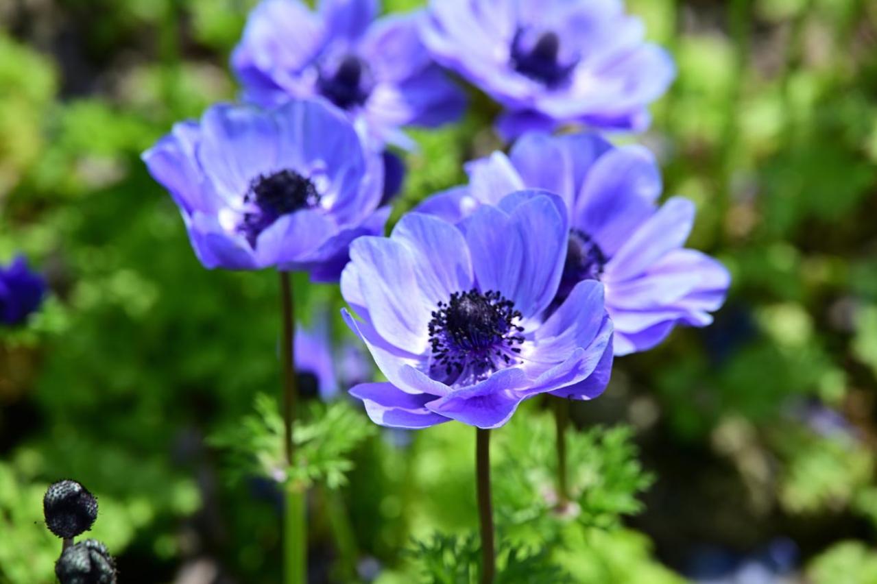 春のガーデニング｜ポット苗で楽しむチューリップやムスカリなど、おすすめ球根植物［8選］（画像15）