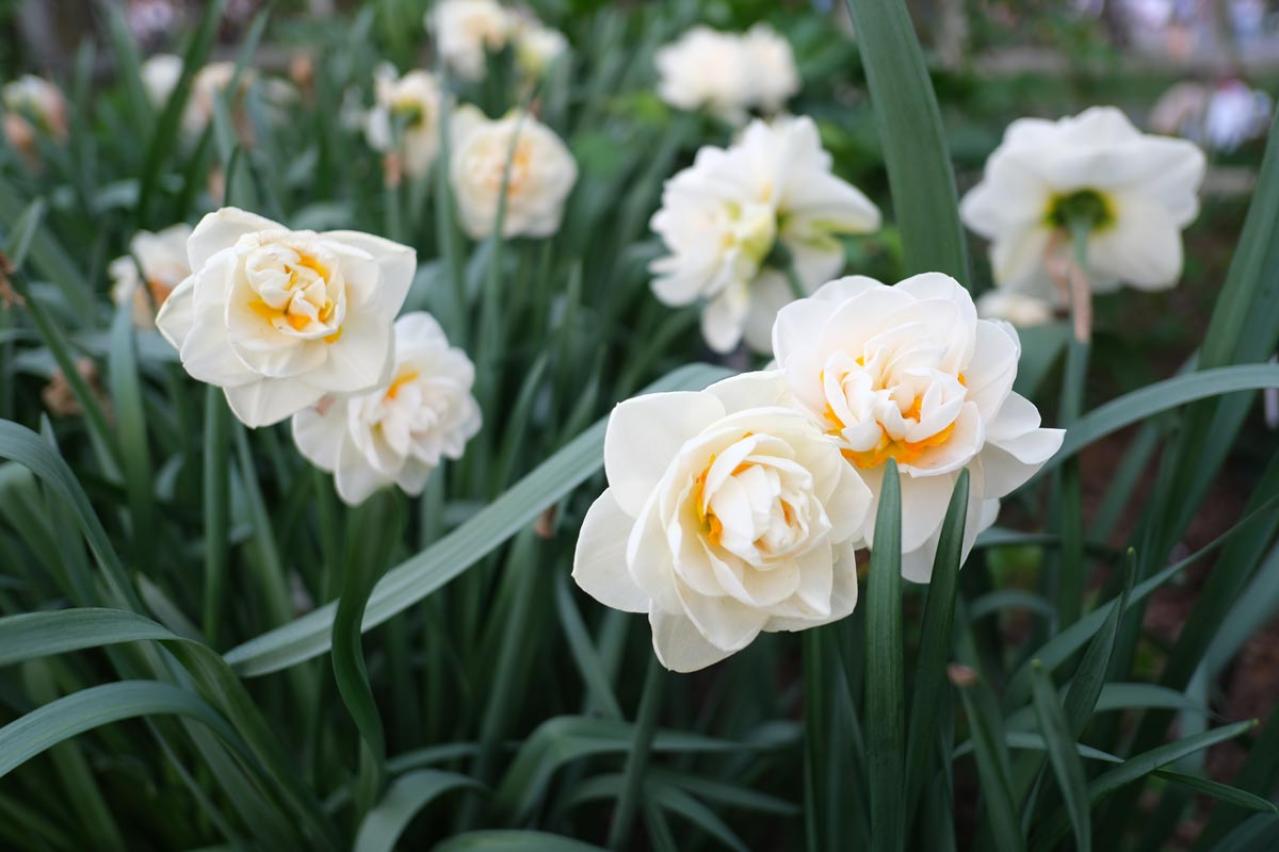 春のガーデニング｜ポット苗で楽しむチューリップやムスカリなど、おすすめ球根植物［8選］（画像11）