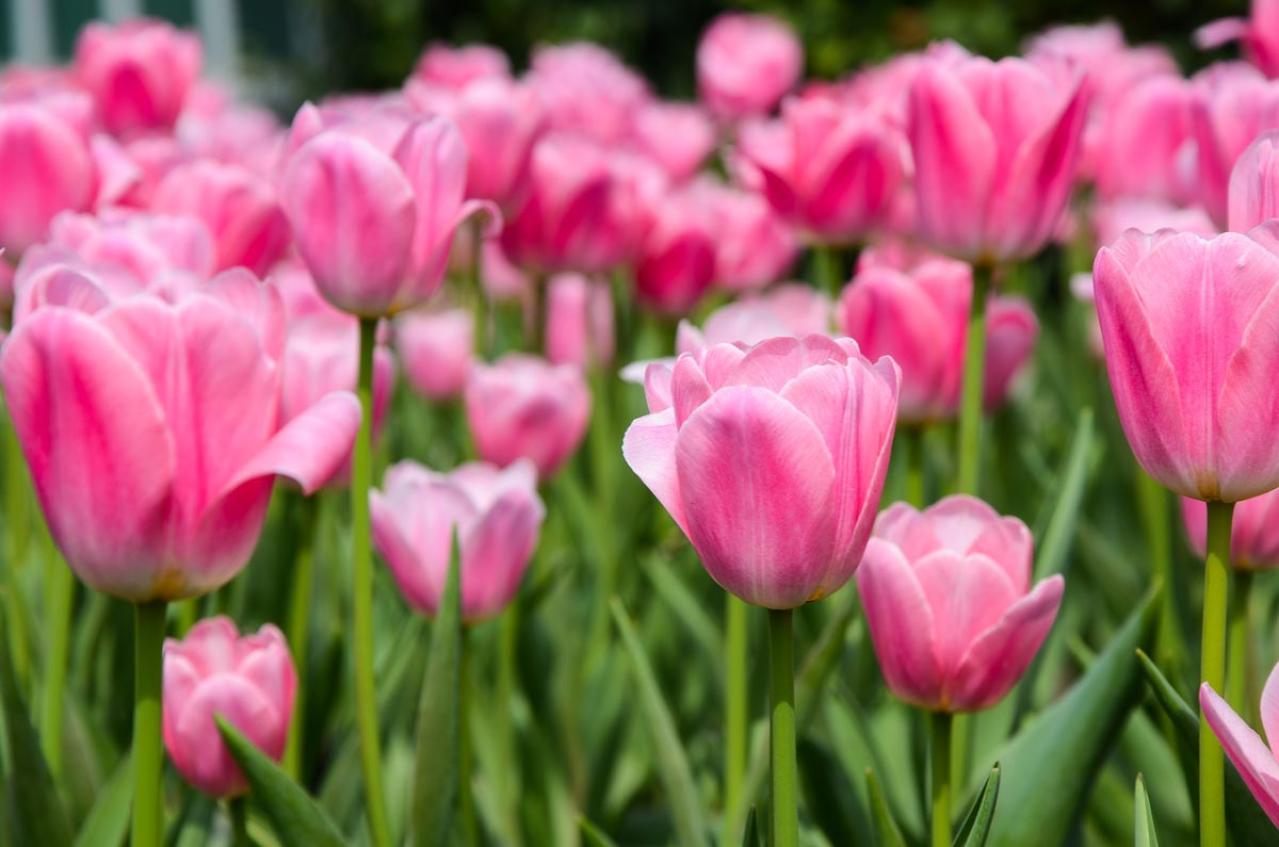 春のガーデニング｜ポット苗で楽しむチューリップやムスカリなど、おすすめ球根植物［8選］（画像5）