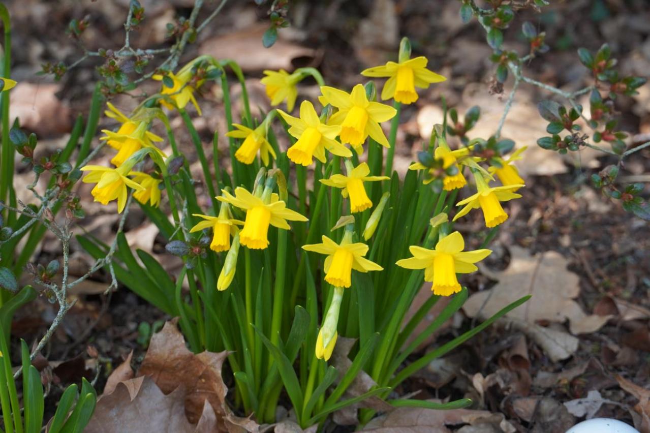 春のガーデニング｜ポット苗で楽しむチューリップやムスカリなど、おすすめ球根植物［8選］（画像12）