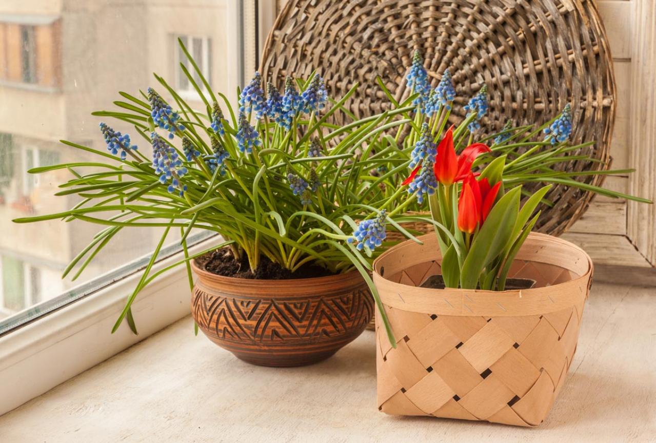 春のガーデニング｜ポット苗で楽しむチューリップやムスカリなど、おすすめ球根植物［8選］（画像4）