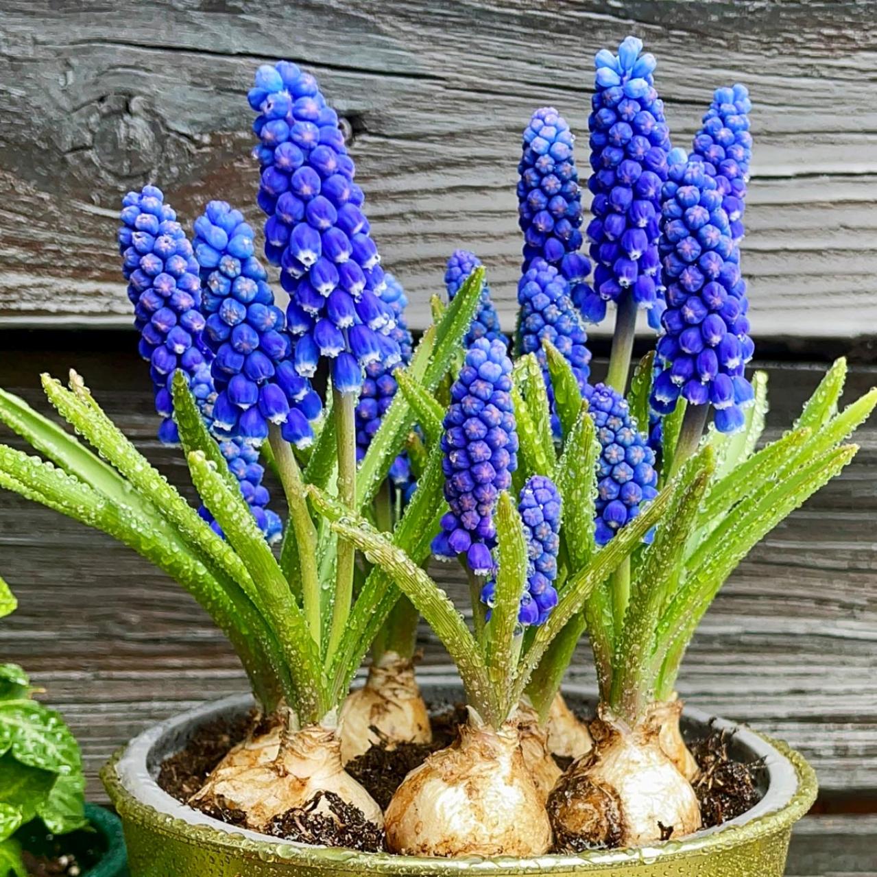 春のガーデニング｜ポット苗で楽しむチューリップやムスカリなど、おすすめ球根植物［8選］（画像7）