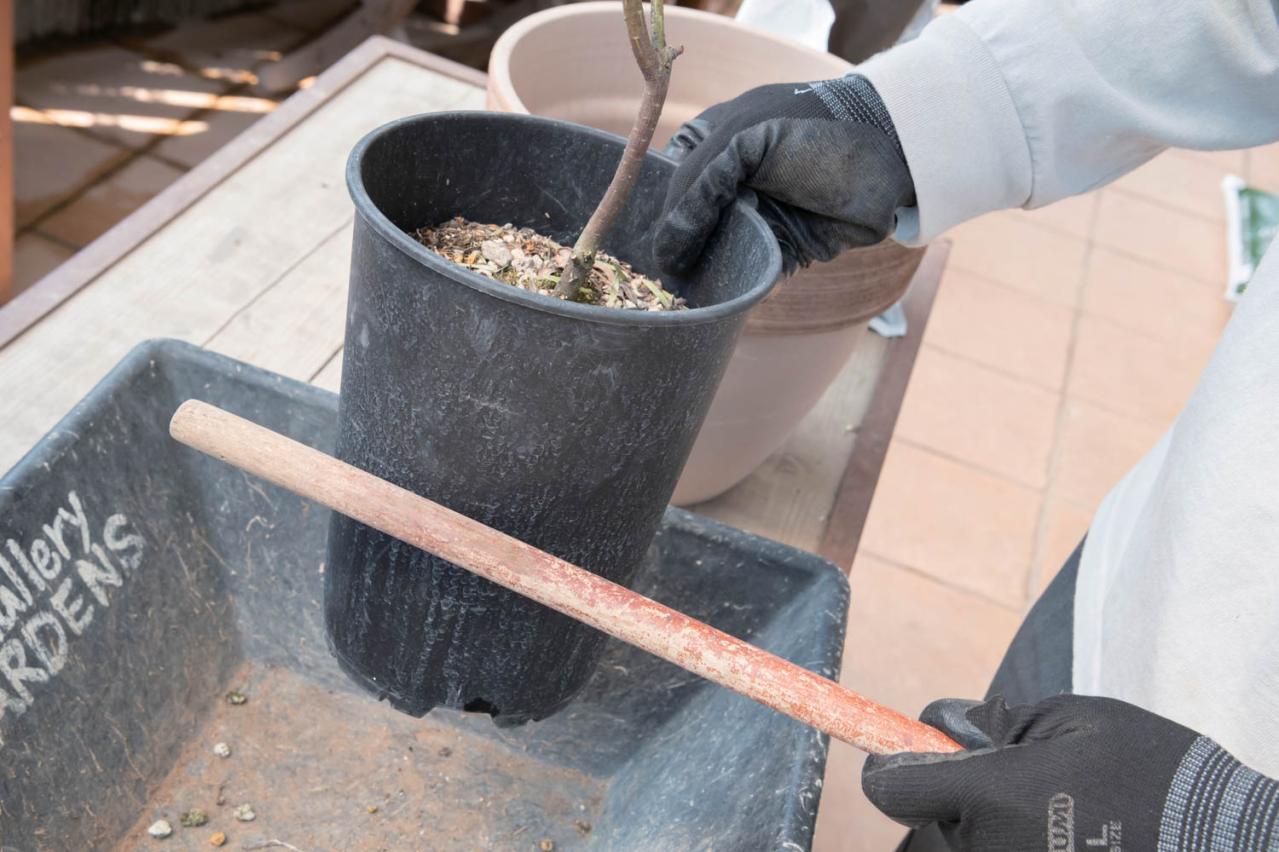 初心者でも簡単に育てられる！鉢植えで楽しむ【ミモザ】植えつけプロセスを公開（画像11）