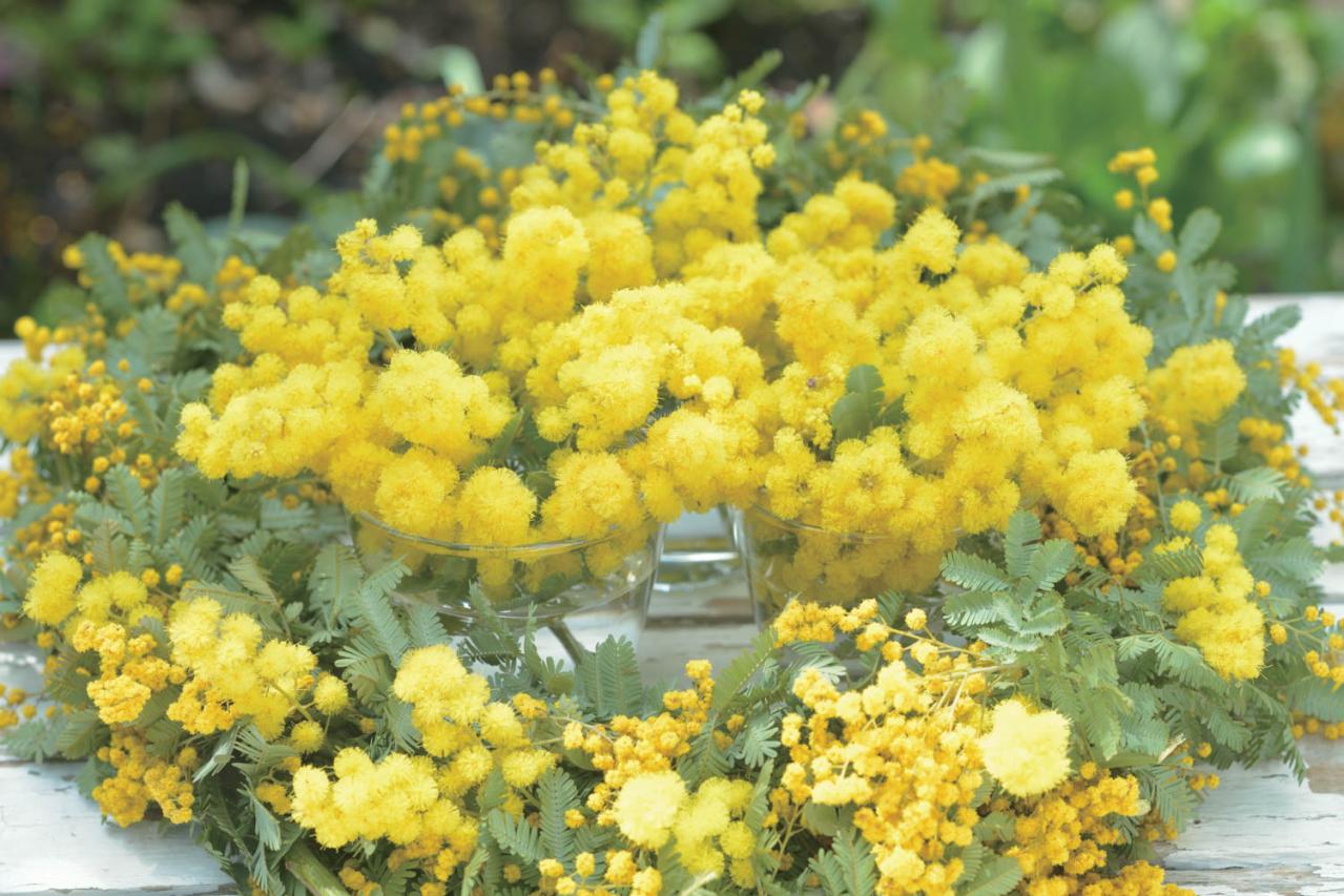 翌年も美しく花を咲かせたい！【ミモザの鉢植え】管理のポイントは？