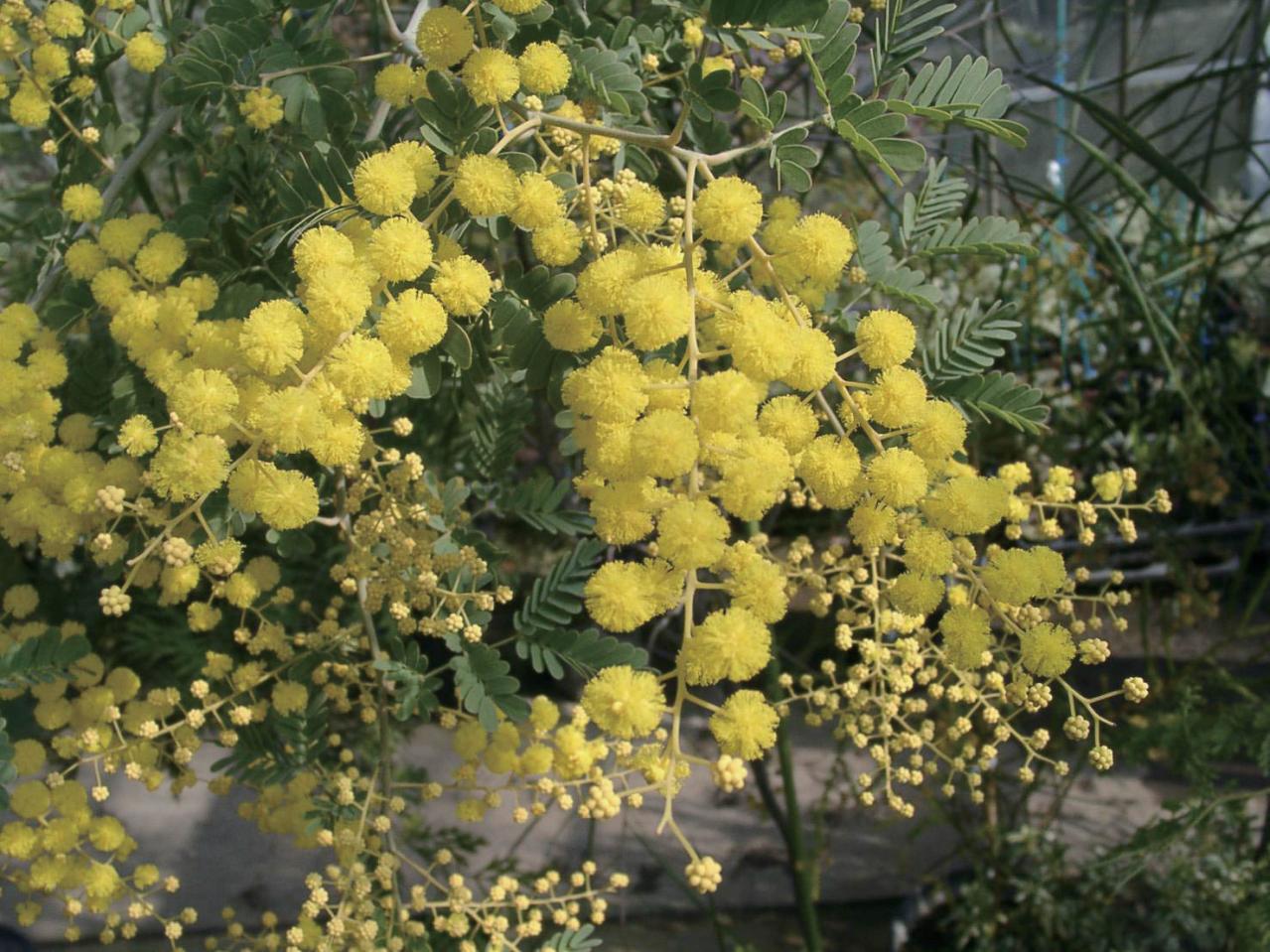  3〜5月が植えつけの適期！ おすすめ【ミモザ】カタログ（画像8）