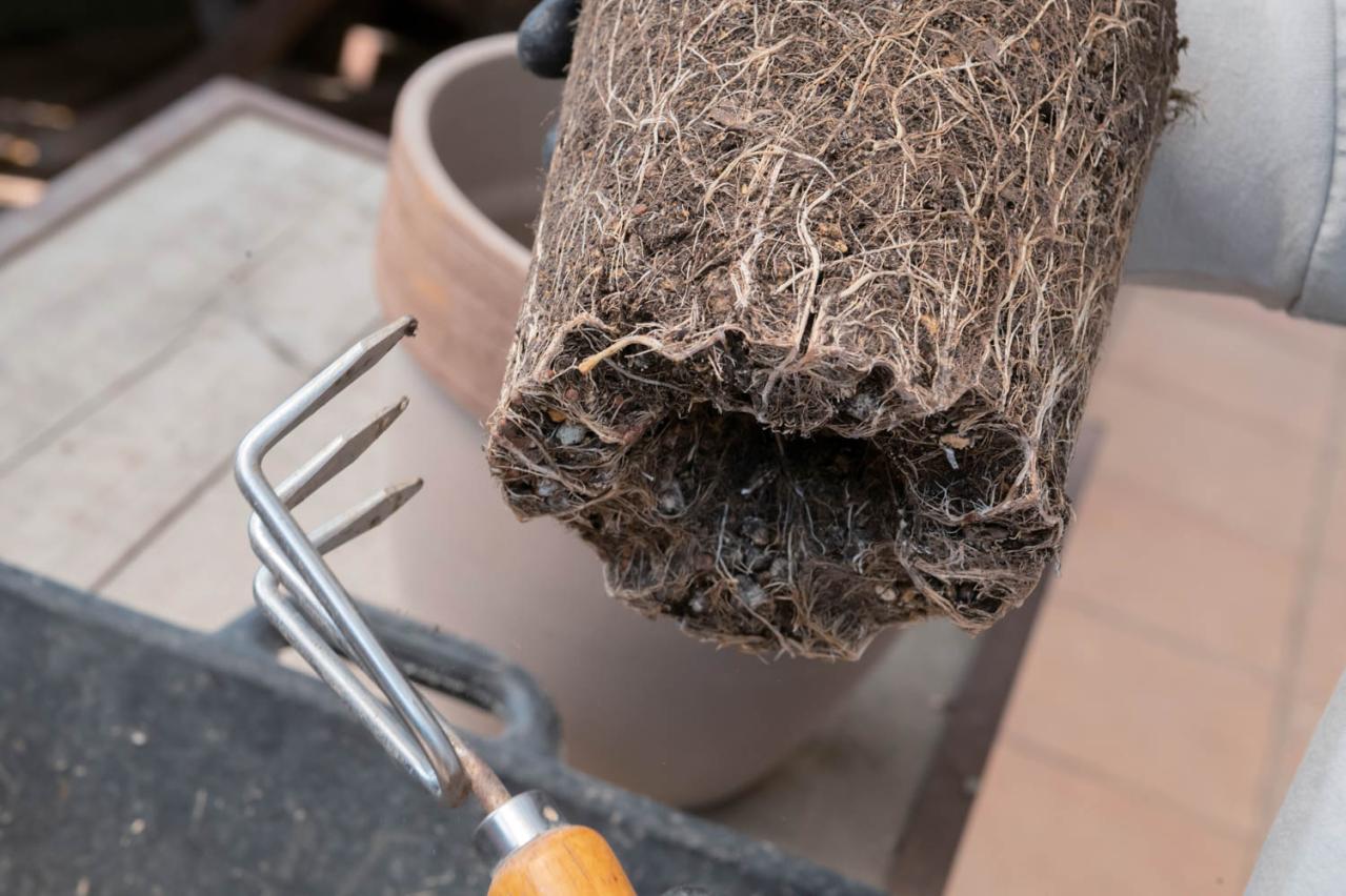 初心者でも簡単に育てられる！鉢植えで楽しむ【ミモザ】植えつけプロセスを公開（画像14）