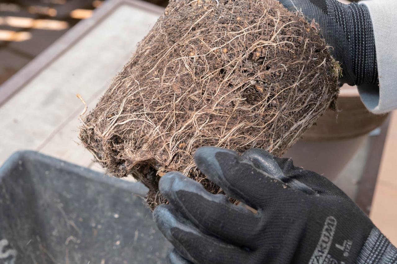 初心者でも簡単に育てられる！鉢植えで楽しむ【ミモザ】植えつけプロセスを公開（画像15）