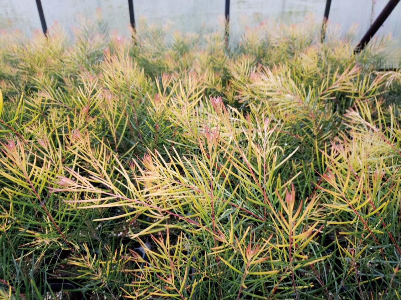  3〜5月が植えつけの適期！ おすすめ【ミモザ】カタログ（画像6）