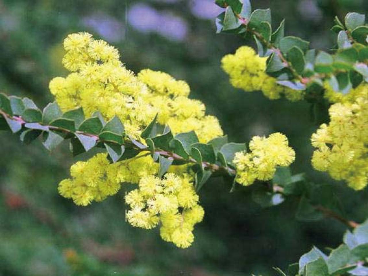  3〜5月が植えつけの適期！ おすすめ【ミモザ】カタログ（画像17）