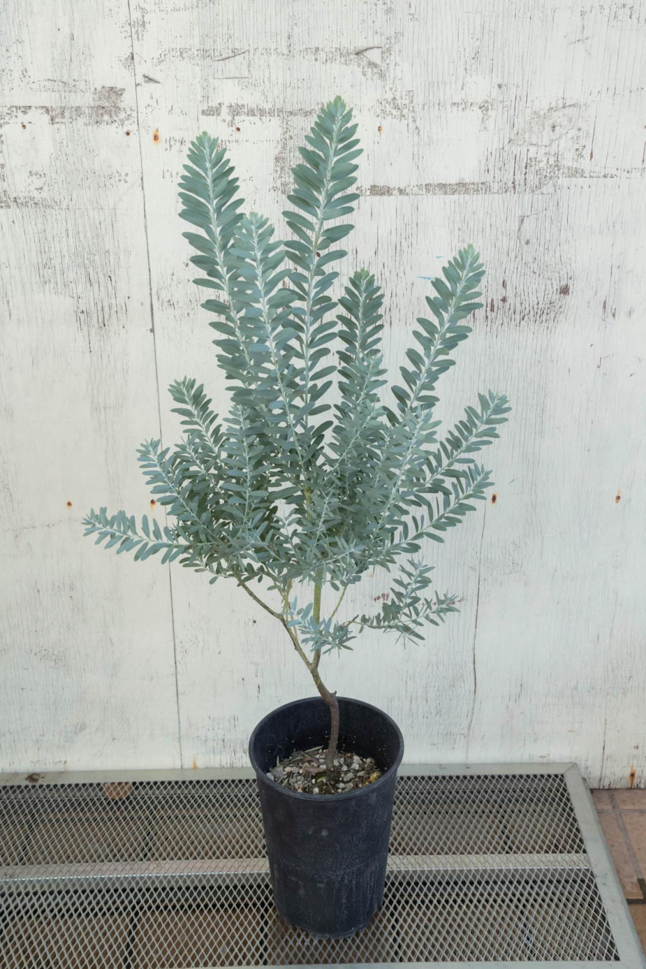 初心者でも簡単に育てられる！鉢植えで楽しむ【ミモザ】植えつけプロセスを公開（画像8）