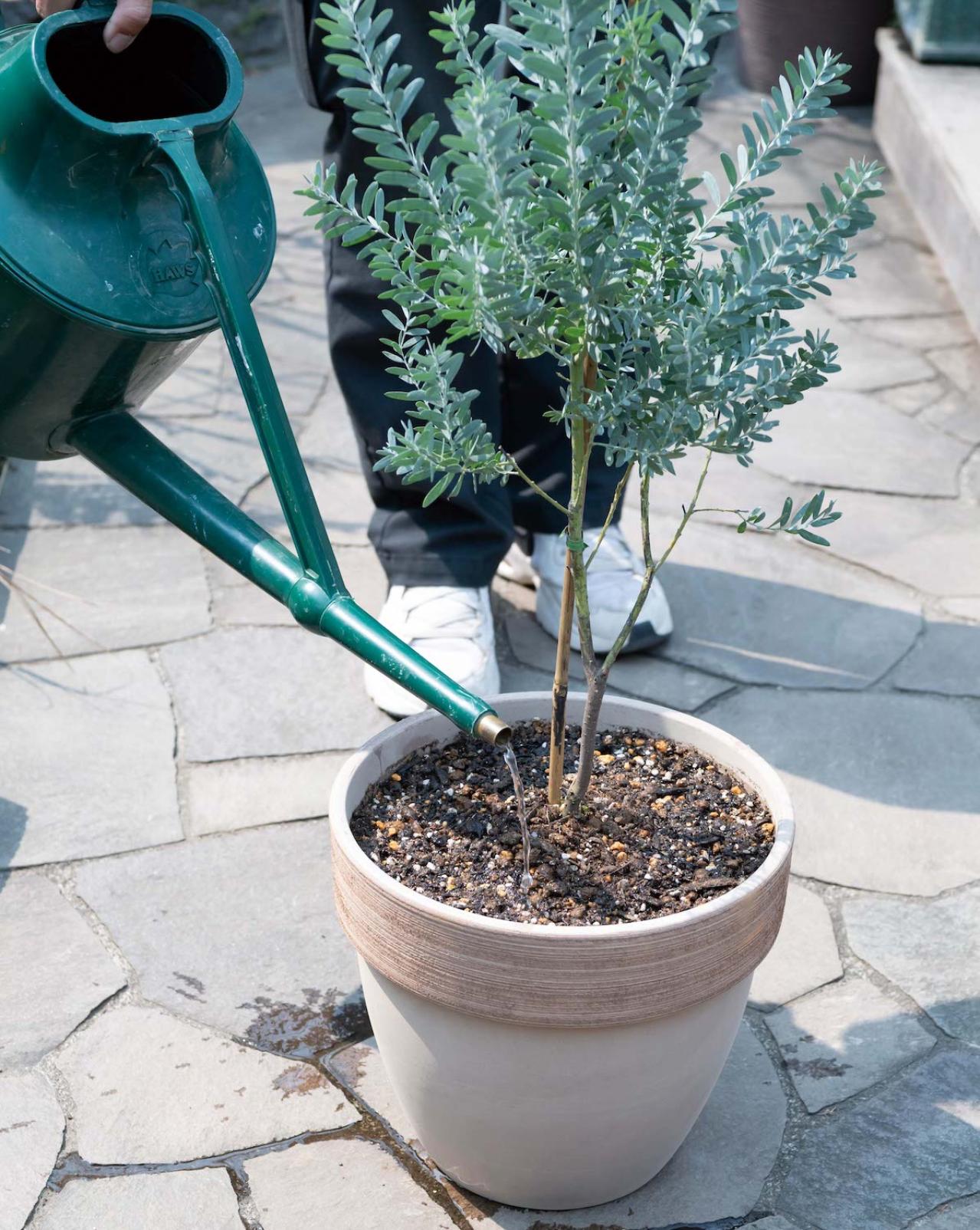 初心者でも簡単に育てられる！鉢植えで楽しむ【ミモザ】植えつけプロセスを公開（画像5）