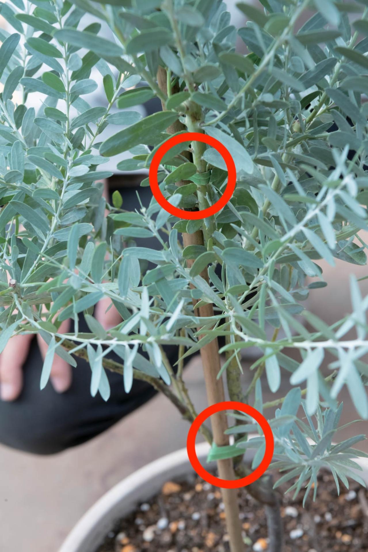 翌年も美しく花を咲かせたい！【ミモザの鉢植え】管理のポイントは？（画像8）