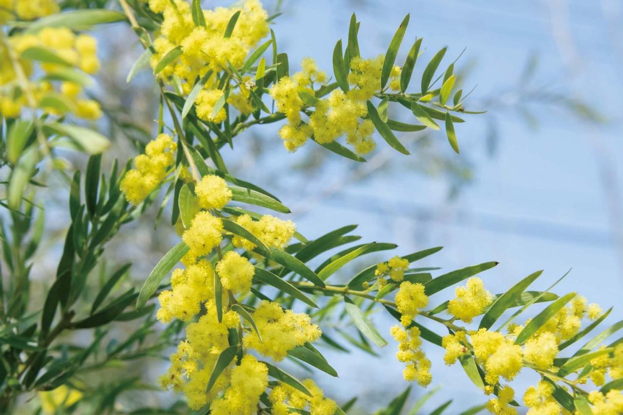  3〜5月が植えつけの適期！ おすすめ【ミモザ】カタログ