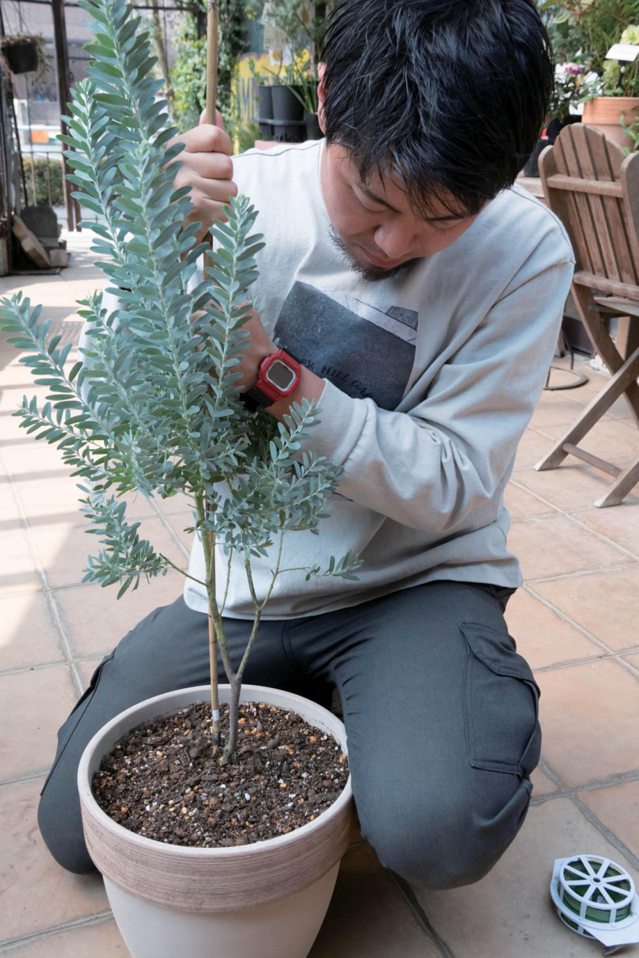 翌年も美しく花を咲かせたい！【ミモザの鉢植え】管理のポイントは？（画像6）