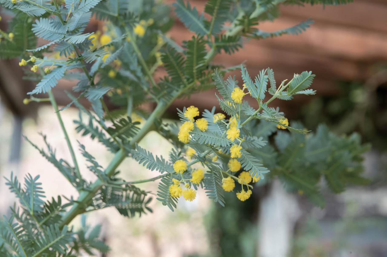  3〜5月が植えつけの適期！ おすすめ【ミモザ】カタログ（画像2）