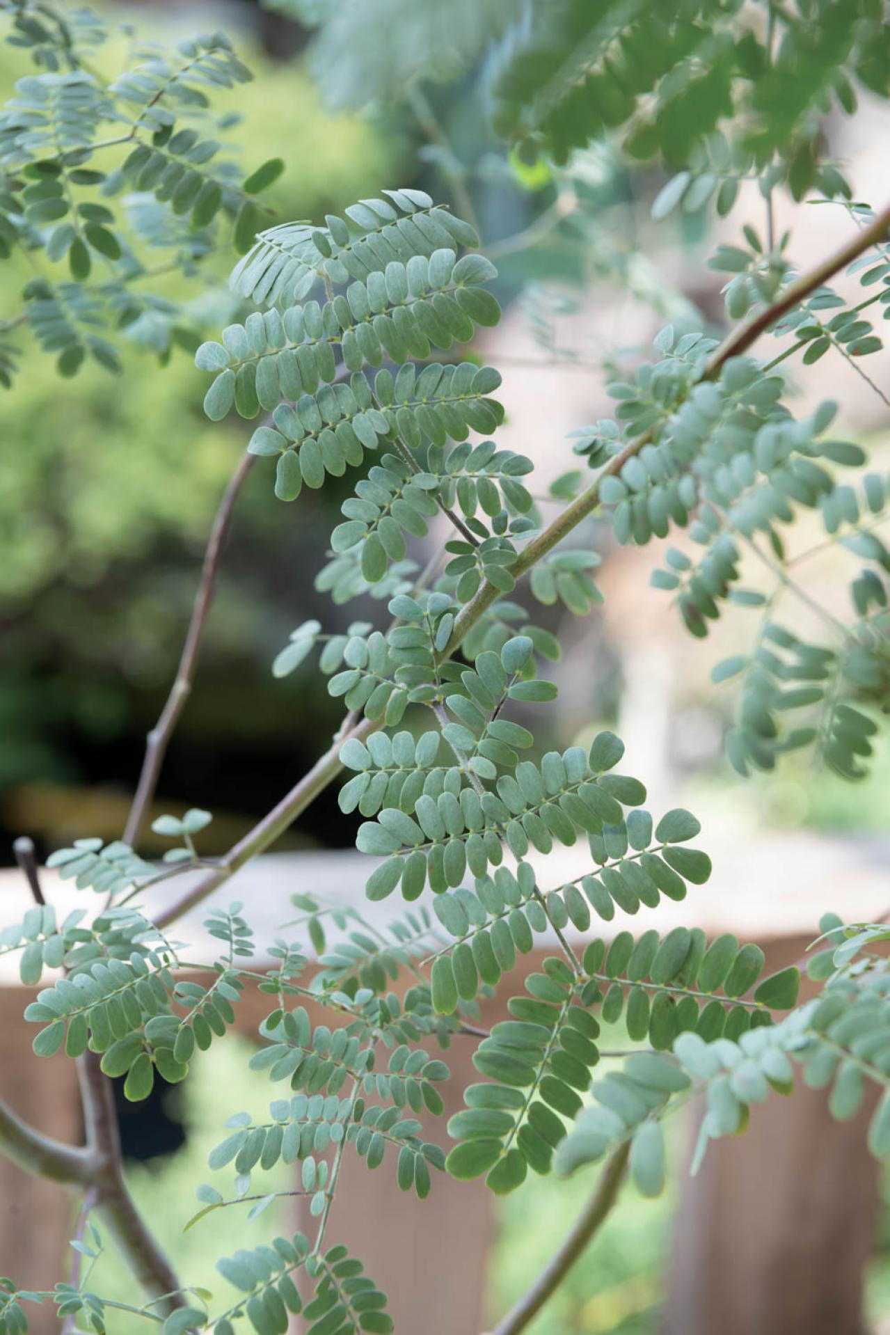  3〜5月が植えつけの適期！ おすすめ【ミモザ】カタログ（画像12）
