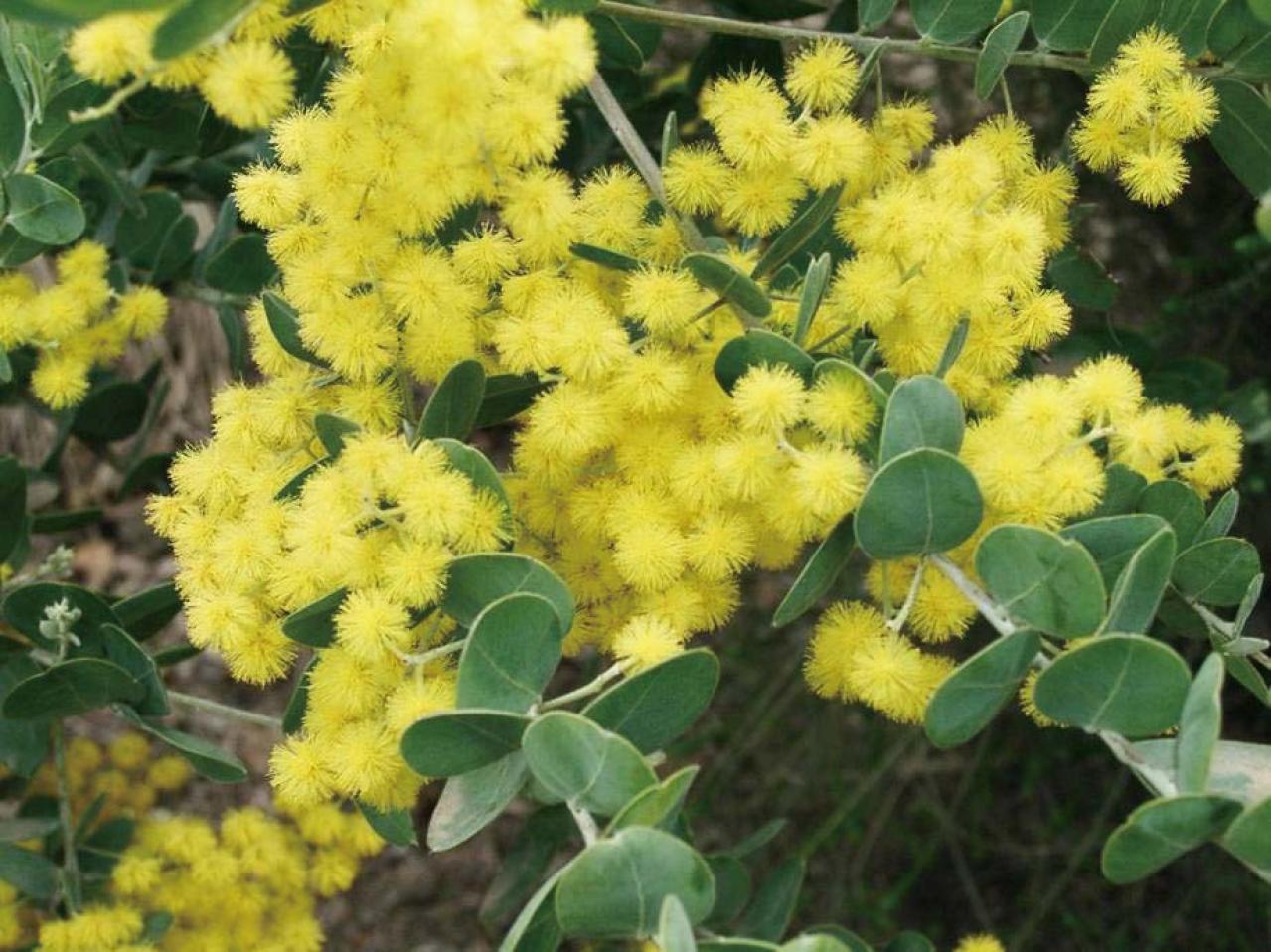  3〜5月が植えつけの適期！ おすすめ【ミモザ】カタログ（画像16）