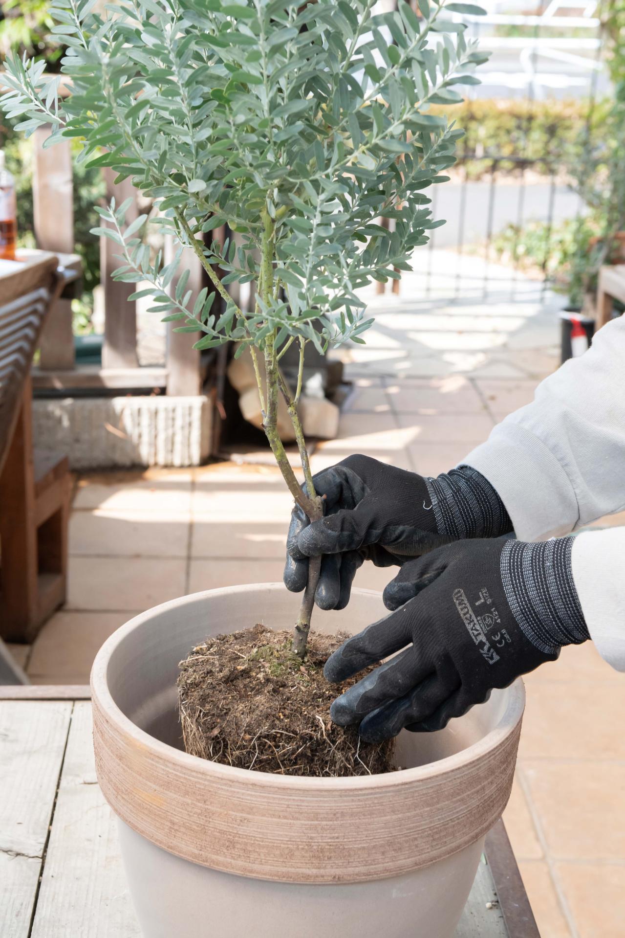 初心者でも簡単に育てられる！鉢植えで楽しむ【ミモザ】植えつけプロセスを公開（画像17）