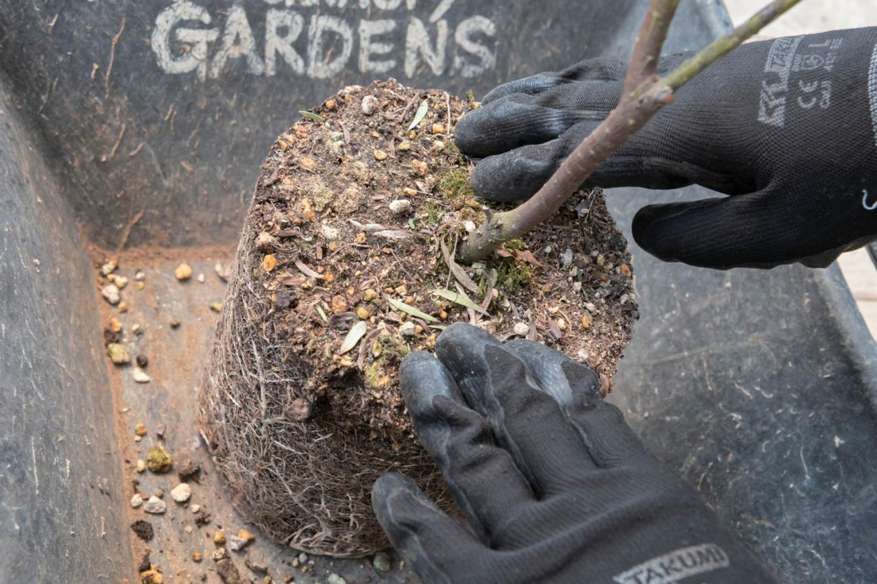 初心者でも簡単に育てられる！鉢植えで楽しむ【ミモザ】植えつけプロセスを公開（画像13）
